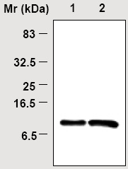 Immunoprecipitation analysis of 293T cell lysates using ab16845.Lane 1: Input.Lane 2: Precipitates.