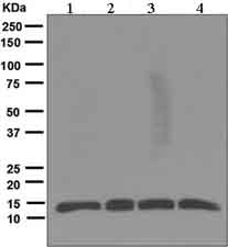 All lanes : Anti-Thioredoxin / TRX antibody [EPR6110] (ab133524) at 1/10000 dilutionLane 1 : MCF7 cell lysateLane 2 : THP1 cell lysateLane 3 : HeLa cell lysateLane 4 : HepG2 cell lysateLysates/proteins at 10 µg per lane.SecondaryHRP labelled Goat anti Rabbit IgG at 1/2000 dilution