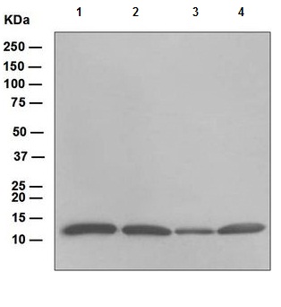 All lanes : Anti-Thioredoxin / TRX antibody [EPR6111] (ab109385) at 1/10000 dilutionLane 1 : MCF-7 cell lysateLane 2 : THP-1 cell lysateLane 3 : HeLa cell lysateLane 4 : HepG2 cell lysateLysates/proteins at 10 µg per lane.
