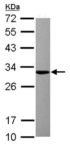 Anti-Thioredoxin domain containing 9 antibody (ab101507) at 1/1000 dilution + Raji whole cell lysate at 30 µg