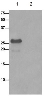 Western blot analysis of immunoprecipitation pellet from K562 cell lysate immunoprecipitated using ab185959 at 1/50 dilution (lane 1) or PBS control (lane 2).Secondary: Anti-Rabbit IgG (HRP), specific to the non-reduced form of IgG at 1/1500 dilution.