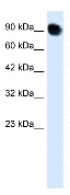 Anti-THRAP5 antibody (ab28520) at 0.12 µg/ml + 293T Cell LysateSecondaryRabbit Anti-THRAP5 at 1/50000 dilution