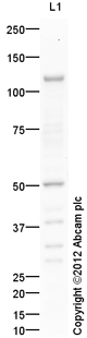 Anti-Thrombin Receptor antibody (ab117749) at 1 µg/ml + Platelet (Human) Whole Cell Lysate at 10 µgSecondaryGoat Anti-Rabbit IgG H&L (HRP) preadsorbed (ab97080) at 1/5000 dilutiondeveloped using the ECL techniquePerformed under reducing conditions.