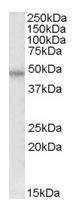 Anti-Thrombin Receptor antibody (ab87647) at 0.5 µg/ml + HeLa cell lysate (in RIPA buffer) at 35 µgdeveloped using the ECL technique