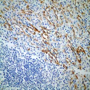 Immunohistochemical analysis of paraffin embedded normal Human spleen tissue using ab109189 showing +ve staining.