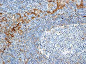 Immunohistochemical analysis of paraffin embedded normal Human tonsil tissue using ab109189 showing +ve staining.