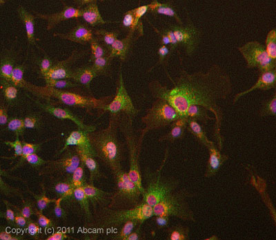 ICC/IF image of ab93909 stained HepG2 cells. The cells were 4% formaldehyde fixed (10 min) and then incubated in 1%BSA / 10% normal goat serum / 0.3M glycine in 0.1% PBS-Tween for 1h to permeabilise the cells and block non-specific protein-protein interactions. The cells were then incubated with the antibody ab93909 at 10µg/ml overnight at +4°C. The secondary antibody (green) was Alexa Fluor® 488 goat anti- rabbit IgG (H+L) used at a 1/1000 dilution for 1h. Alexa Fluor® 594 WGA was used to label plasma membranes (red) at a 1/200 dilution for 1h. DAPI was used to stain the cell nuclei (blue) at a concentration of 1.43µM.