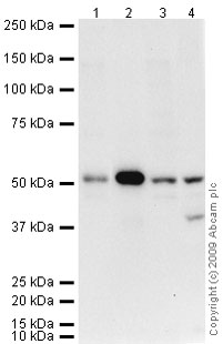 All lanes : Anti-Thymidine Phosphorylase antibody (ab69120) at 1 µg/mlLane 1 : HeLa (Human epithelial carcinoma cell line) Whole Cell LysateLane 2 : A431 (Human epithelial carcinoma cell line) Whole Cell LysateLane 3 : HeLa Whole Cell Lysate - Bleomycin Treated (40 µM)Lane 4 : A549 (Human lung adenocarcinoma epithelial cell line) Whole Cell LysateLysates/proteins at 10 µg per lane.SecondaryGoat polyclonal to Rabbit IgG - H&L - Pre-Adsorbed (HRP) at 1/3000 dilutionPerformed under reducing conditions.