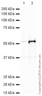 All lanes : Anti-Thymidine Phosphorylase antibody [P-GF.44C] (ab3151) at 1 µg/mlLane 1 : HeLa (Human epithelial carcinoma cell line) Whole Cell LysateLane 2 : A431 (Human epithelial carcinoma cell line) Whole Cell Lysate Lysates/proteins at 10 µg per lane.SecondaryGoat Anti-Mouse IgG H&L (HRP) preadsorbed (ab97040) at 1/5000 dilutiondeveloped using the ECL techniquePerformed under reducing conditions.