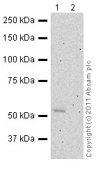 Thymidine Phosphorylase was immunoprecipitated using 0.5mg Hela whole cell extract, 5µg of Mouse monoclonal to Thymidine Phosphorylase (ab3151)and 50µl of protein G magnetic beads (lane 1). The antibody was incubated with the Protein G beads for 10min under agitation. No antibody was added to the control (lane 2). Hela whole cell extract diluted in RIPA buffer was added to each sample and incubated for 10min under agitation. Proteins were eluted by addition of 40µl SDS loading buffer and incubated for 10min at 70oC; 10µl of each sample was separated on a SDS PAGE gel, transferred to a nitrocellulose membrane, blocked with 5% BSA and probed with ab3151. Secondary: Goat polyclonal to mouse IgG light chain specific (HRP) at 1/5000 dilution.Bands: 52kDa:Thymidine Phosphorylase