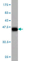 Western blot against tagged recombinant protein immunogen using ab55635 Thymosin alpha 1 antibody at 1ug/ml.