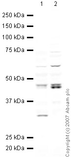 All lanes : Anti-TIA1 antibody (ab40693) at 1 µg/mlLane 1 : Jurkat (Human T cell lymphoblast-like cell line) Whole Cell Lysate Lane 2 : Jurkat (Human T cell lymphoblast-like cell line) Nuclear Lysate (ab14844)Lysates/proteins at 10 µg per lane.SecondaryIRDye 680 Conjugated Goat Anti-Rabbit IgG (H+L) at 1/10000 dilutionPerformed under reducing conditions.