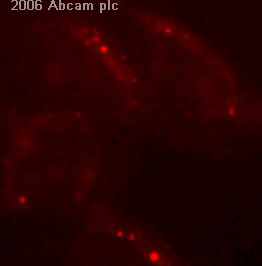 ab2712 at 1/3300 dilution staining monkey COS 7 cells by ICC/IF. The cells were cultured for 2 hours at 45oC and fixed in cold Methanol: Acetone 1:1 for 10 minutes. The TIA1 antibody was directly conjugated with Alexa Fluor ® 568 and after 1 hour incubation a second fixation step was performed.See Abreview