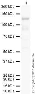 developed using the ECL techniquePerformed under reducing conditions.