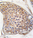 Immunohistochemical analysis of Formalin-fixed, Paraffin-embedded Human testis tissue labelling TIE2 with ab135671 at 1/50 dilution followed by peroxidase-conjugated secondary antibody and DAB staining.