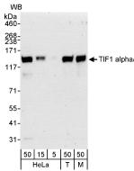 All lanes : Anti-TIF1 alpha antibody (ab70560) at 0.04 µg/mlLane 1 : HeLa whole cell lysate at 50 µgLane 2 : HeLa whole cell lysate at 15 µgLane 3 : HeLa whole cell lysate at 5 µgLane 4 : 293T whole cell lysate at 50 µgLane 5 : NIH3T3whole cell lysate at 50 µg