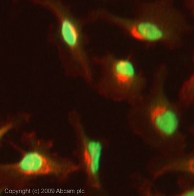 ICC/IF image of ab37910 stained HeLa cells. The cells were fixed with 100% methanol (5 min) and then incubated in 1%BSA / 10% normal Goat serum / 0.3M glycine in 0.1% PBS-Tween for 1h to permeabilise the cells and block non-specific protein-protein interactions. The cells were then incubated with the antibody (ab37910 at 1µg/ml) overnight at +4°C. The secondary antibody (green) was Alexa Fluor® 488 Goat anti-Rabbit IgG (H+L) used at a 1/1000 dilution for 1h. Alexa Fluor® 594 WGA was used to label plasma membranes (red) at a 1/200 dilution for 1h. DAPI was used to stain the cell nuclei (blue). This antibody also gave a positive result in 100% methanol fixed (5 min) HepG2 and MCF7 cells at 1µg/ml.
