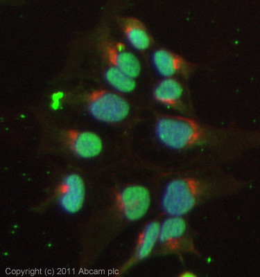 ICC/IF image of ab64622 stained Hek293 cells. The cells were 4% PFA fixed (10 min) and then incubated in 1%BSA / 10% normal goat serum / 0.3M glycine in 0.1% PBS-Tween for 1h to permeabilise the cells and block non-specific protein-protein interactions. The cells were then incubated with the antibody (ab64622, 1µg/ml) overnight at +4°C. The secondary antibody (green) was Alexa Fluor® 488 goat anti-mouse IgG (H+L) used at a 1/1000 dilution for 1h. Alexa Fluor® 594 WGA was used to label plasma membranes (red) at a 1/200 dilution for 1h. DAPI was used to stain the cell nuclei (blue). This antibody also gave a positive IF result in HeLa, HepG2 and MCF7 cells fixed in 4% PFA at 1ug/ml.