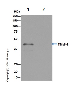 Immunoprecipitation analysis of immunoprecipitation pellet from K562 cell lysate immunoprecipitated using ab194826 at 1/20 dilution (Lane 1). Lane 2: PBS instead of K562 cell lysate. ab194829 at 1/1000 was used for subsequent western blot detection. Anti-Rabbit IgG (HRP), specific to the non-reduced form of IgG at 1/1500 was used as secondary antibody.