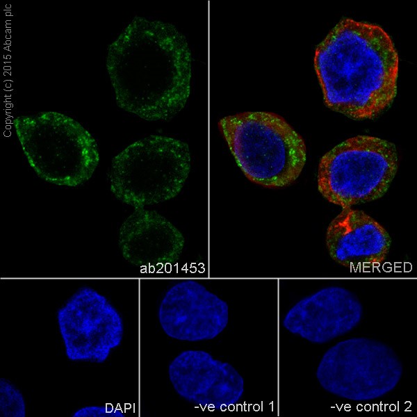 Immunofluorescent analysis of 4% paraformaldehyde-fixed, 0.1% Triton X-100 permeabilized HepG2 (Human liver hepatocellular carcinoma) cells labeling TIMM44 with ab201453 at 1/500 dilution, followed by Goat anti-rabbit IgG (Alexa Fluor® 488) (ab150077) secondary antibody at 1/500 dilution (green). Confocal image showing cytoplasm staining on HepG2 cell line. The nuclear counter stain is DAPI (blue). Tubulin is detected with ab7291 (anti-Tubulin mouse mAb) at 1/1000 dilution and ab150120 (AlexaFluor®594 Goat anti-Mouse secondary) at 1/500 dilution (red).The negative controls are as follows:-ve control 1: ab201453 at 1/500 dilution followed by ab150120 (AlexaFluor®594 Goat anti-Mouse secondary) at 1/500 dilution.-ve control 2: ab7291 (anti-Tubulin mouse mAb) at 1/1000 dilution followed by ab150077 (Alexa Fluor®488 Goat Anti-Rabbit IgG H&L) at 1/500 dilution.