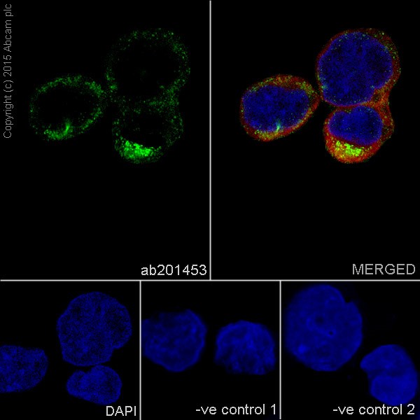 Immunofluorescent analysis of 4% paraformaldehyde-fixed, 0.1% Triton X-100 permeabilized K562 (Human chronic myelogenous leukemia cells from bone marrow) cells labeling TIMM44 with ab201453 at 1/500 dilution, followed by Goat anti-rabbit IgG (Alexa Fluor® 488) (ab150077) secondary antibody at 1/500 dilution (green). Confocal image showing cytoplasm staining on K562 cell line. The nuclear counter stain is DAPI (blue). Tubulin is detected with ab7291 (anti-Tubulin mouse mAb) at 1/1000 dilution and ab150120 (AlexaFluor®594 Goat anti-Mouse secondary) at 1/500 dilution (red).The negative controls are as follows:-ve control 1: ab201453 at 1/500 dilution followed by ab150120 (AlexaFluor®594 Goat anti-Mouse secondary) at 1/500 dilution.-ve control 2: ab7291 (anti-Tubulin mouse mAb) at 1/1000 dilution followed by ab150077 (Alexa Fluor®488 Goat Anti-Rabbit IgG H&L) at 1/500 dilution.