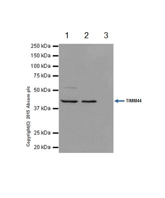 TIMM44 was immunoprecipitated from 1mg of K562 (Human chronic myelogenous leukemia cells from bone marrow) whole cell lysate with ab201453 at 1/120 dilution. Western blot was performed from the immunoprecipitate using ab201453 at 1/1000 dilution. VeriBlot for IP secondary antibody (HRP) (ab131366), was used as secondary antibody at 1/1500 dilution.Lane 1: K562 whole cell lysate 10 µg (Input). Lane 2: ab201453 IP in K562 whole cell lysate. Lane 3: Rabbit monoclonal IgG (ab172730) instead of ab201453 in K562 whole cell lysate.Blocking and dilution buffer and concentration: 5% NFDM/TBST.Exposure time: 1 second.