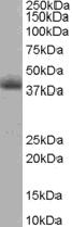 Anti-TIMM50 antibody (ab23938) at 0.5 µg/mlPerformed under reducing conditions.