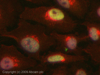 ICC/IF image of ab64386 stained HeLa cells. The cells were 4% PFA fixed (10 min) and then incubated in 1%BSA / 10% normal Goat serum / 0.3M glycine in 0.1% PBS-Tween for 1h to permeabilise the cells and block non-specific protein-protein interactions. The cells were then incubated with the antibody (ab64386, 1µg/ml) overnight at +4°C. The secondary antibody (green) was Alexa Fluor® 488 Goat anti-Rabbit IgG (H+L) used at a 1/1000 dilution for 1h. Alexa Fluor® 594 WGA was used to label plasma membranes (red) at a 1/200 dilution for 1h. DAPI was used to stain the cell nuclei (blue) at a concentration of 1.43µM. This antibody also gave a positive result in 4% PFA fixed (10 min) Hek293, HepG2, and MCF-7 cells at 1µg/ml.