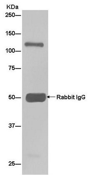 Western blot analysis of immunoprecipitation pellet from Hela cell lysate immunoprecipitated using ab181216 at 1/50 dilution.Secondary: Goat Anti-Rabbit IgG, (H+L), Peroxidase conjugate at 1/1000 dilution.