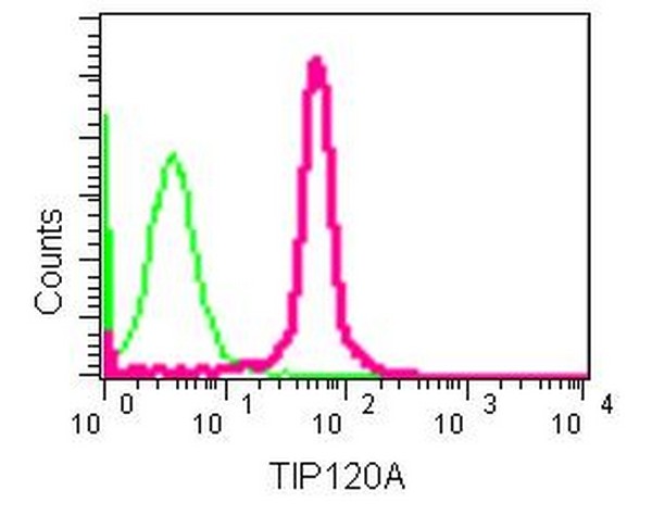 Flow cytometric analysis of Jurkat cells (2% paraformaldehyde-fixed) labeling TIP120A with ab181216 at 1/20 dilution (red) or a rabbit IgG (negative) (green), followed by Goat anti rabbit IgG (FITC) secondary at 1/150 dilution.
