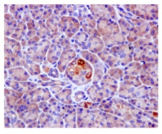 Immunohistochemical analysis of Human pancreas tissue labeling TIP30 using ab177961 at 1/50 dilution.