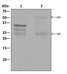 Western blot analysis on immunoprecipitation pellet from (1) HeLa cell lysate or (2) 1XPBS (negative control) using ab177961 at 1/10 dilution to immunoprecipitate TIP30, and HRP-conjugated anti-rabbit IgG preferentially detecting the non-reduced form of rabbit IgG.