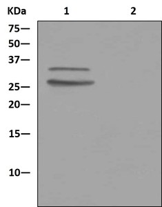 Western blot analysis on immunoprecipitation pellet from A431 cell lysate labeling TIP30 with ab181378 at 1/10 dilution (Lane 1). Lane 2 is 1XPBS (negative control). Detection with HRP-conjugated anti-rabbit IgG, detecting the non-reduced form of rabbit IgG.