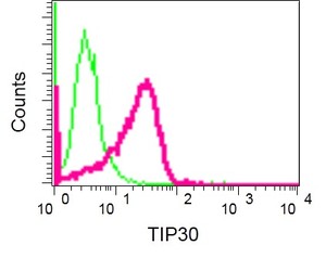 Flow cytometric analysis of permeabilized HeLa cells (red) labeling TIP30 with ab181378 at 1/10 dilution (red), compared to a rabbit IgG negative control (green).