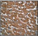Immunohistochemical staining of TIRAP in paraffin embedded human liver tissue using ab52911 at 1/100 dilution.