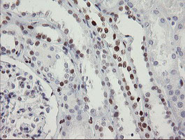 Immunohistochemical analysis of paraffin-embedded Human kidney tissue labelling TLE1 with ab131648 at 1/150 dilution.