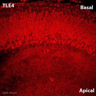 ab64833 staining TLE4 in mouse (E16.5) embryonic brain tissue section by Immunohistochemistry (Frozen sections). Tissue underwent fixation in paraformaldehyde, permeabilized in 0.3% Triton X-100 and blocked in 0.2% Gelatin for 1 hour at 25°C. The primary antibody was diluted 1/100 and incubated with sample for 24 hours at 4°C. A Cy5® conjugated donkey polyclonal to rabbit IgG, diluted 1/500 was used as secondary.See Abreview