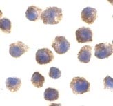 ab21274 at 2µg/ml staining TLR11 in RAW264.7 cells by ICC/IF
