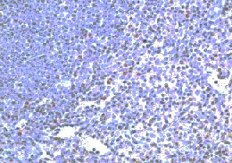Immunohistochemistry on human spleen at 1:250 dilution.