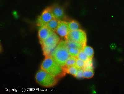 ICC/IF image of ab30667 stained rat adrenal medulla PC12 cells. The cells were 4% PFA and 100% Methanol fixed (10 min) and then incubated in 1%BSA / 10% normal goat serum / 0.3M glycine in 0.1% PBS-Tween for 1h to permeabilise the cells and block non-specific protein-protein interactions. The cells were then incubated with the antibody (ab30667, 5µg/ml) overnight at +4°C. The secondary antibody (green) was Alexa Fluor® 488 goat anti-mouse IgG (H+L) used at a 1/1000 dilution for 1h. Alexa Fluor® 594 WGA was used to label plasma membranes (red) at a 1/200 dilution for 1h. DAPI was used to stain the cell nuclei (blue).