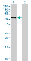 All lanes : Anti-Silencer of Death Domain antibody (ab88497) at 1/500 dilutionLane 1 : Silencer of Death Domain transfected 293T cell lysateLane 2 : Non transfected 293T cell lysateLysates/proteins at 50 µg per lane.SecondaryGoat anti-mouse IgG (H&L)-HRP conjugate at 1/2500 dilution