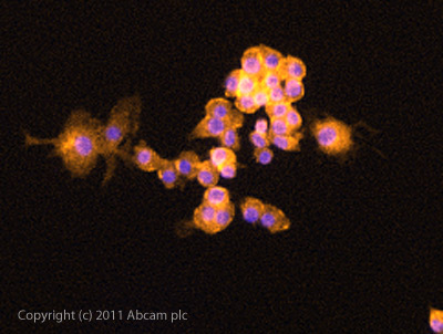 ICC/IF image of ab72717 stained PC12 cells. The cells were 4% PFA fixed (10 min) and then incubated in 1%BSA / 10% normal goat serum / 0.3M glycine in 0.1% PBS-Tween for 1h to permeabilise the cells and block non-specific protein-protein interactions. The cells were then incubated with the antibody (ab72717, 5µg/ml) overnight at +4°C. The secondary antibody (green) was ab96899 Dylight 488 goat anti-rabbit IgG (H+L) used at a 1/250 dilution for 1h. Alexa Fluor® 594 WGA was used to label plasma membranes (red) at a 1/200 dilution for 1h. DAPI was used to stain the cell nuclei (blue) at a concentration of 1.43µM.
