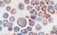 Immunohistochemical analysis of TLR9 in frozen sections of A549 cells, using ab134368 at a 1/100 dilution.