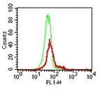 Flow Cytometry analysis of fixed and permeabilized HEK 293 cells, stained with either anti-rat IgG-FITC alone (green line) or with 1 µg of ab151221 followed by anti-rat IgG-FITC (red line).