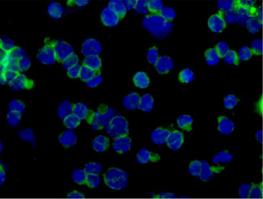 Immunofluorescence analysis of, -20 °C acetone-fixed, Ramos cells labeling TLR9 with ab184943 at a 1/100 dilution. Secondary antibody goat anti-rabbit IgG (Alexa Fluor®488) was used at a 1/200. In blue DAPI staining.