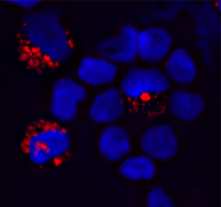 ab85860 at 1/100 dilution staining TLR9 in Human plasmacytoid dendritic cells by Immunofluorescence. Cells were fixed with 2% formaldehyde and incubated with an anti-Rabbit secondary antibody conjugated with Alexa 586. The nuclei were counterstained with DAPI.