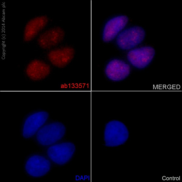 Immunocytochemistry/Immunofluorescence analysis of HeLa cells labelling TLS/FUS with purified ab133571 at 1/100. Cells were fixed with 4% paraformaldehyde. An Alexa Fluor® 555-conjugated goat anti-rabbit IgG (1/500) was used as the secondary antibody. DAPI (blue) was used as the nuclear counterstain.Control: primary antibody (1/100) and secondary antibody, ab150113, an Alexa Fluor® 488-conjugated goat anti-mouse IgG (1/500).