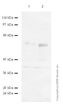 All lanes : Anti-TMPRSS3 antibody (ab56113) at 1/1000 dilutionLane 1 : Cell media from human embryonic kidney HEK293 cells (treated with SF)Lane 2 : Cell media from human embryonic kidney HEK293 cells (treated with TPA)