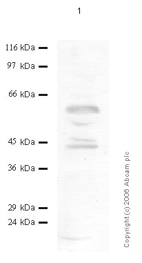 Anti-TMPRSS3 antibody (ab56114) at 1/1000 dilution + Cell media from human embryonic kidney HEK293 cells (treated with SF)