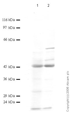 All lanes : Anti-TMPRSS3 antibody (ab56116) at 1/1000 dilutionLane 1 : Whole cell lysate prepared from human embryonic kidney HEK293 cells (treated with SF)Lane 2 : Whole cell lysate prepared from human embryonic kidney HEK293 cells (treated with IL1-beta)